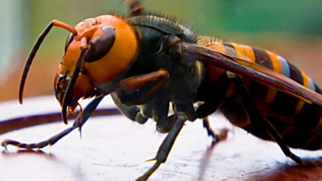 HiveGenie vs. Killer Hornet