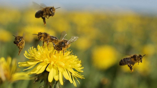 Popular weed killer may be to blame for honey bee deaths, study suggests