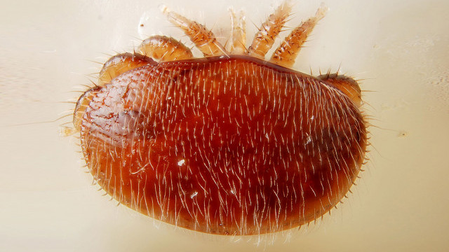 Can HiveGenie Detect Varroa?